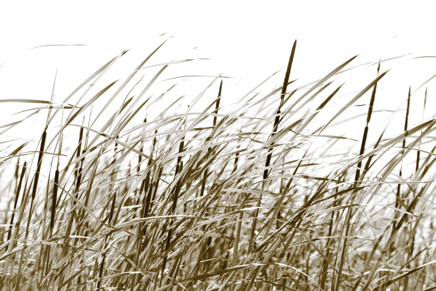 queence Wandsticker »Sylt«, (1 St.), Selbstklebend, kinderleichte Anbringung
