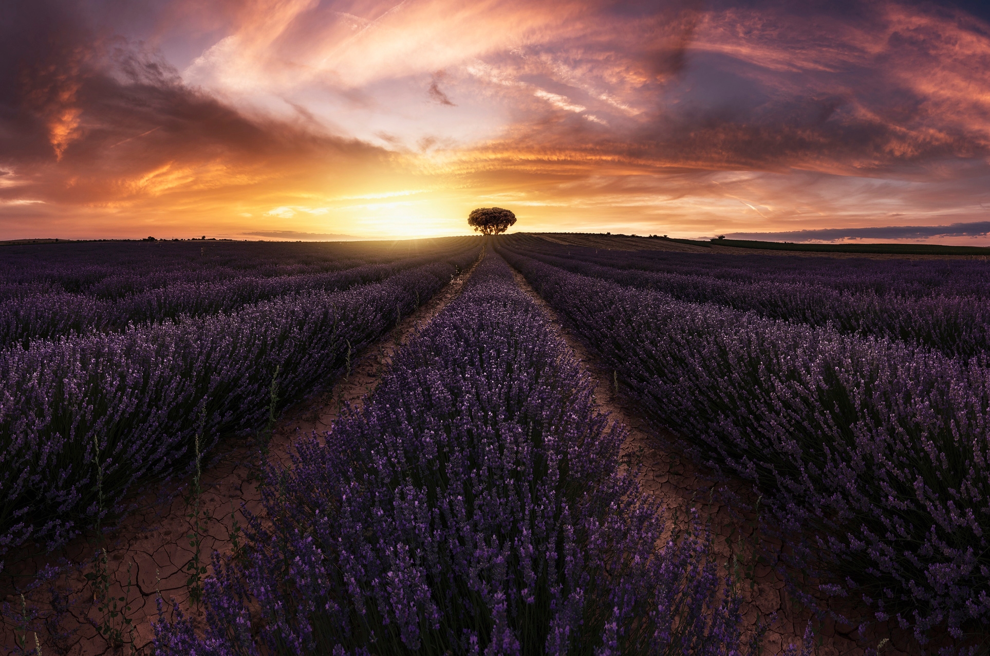 Papermoon Fototapete "Photo-Art JORGE RUIZ DUESO, LAVENDEL-SONNENUNTERGANG"