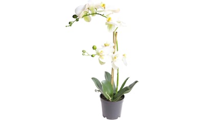 Kunstorchidee »Orchidee Bora«
