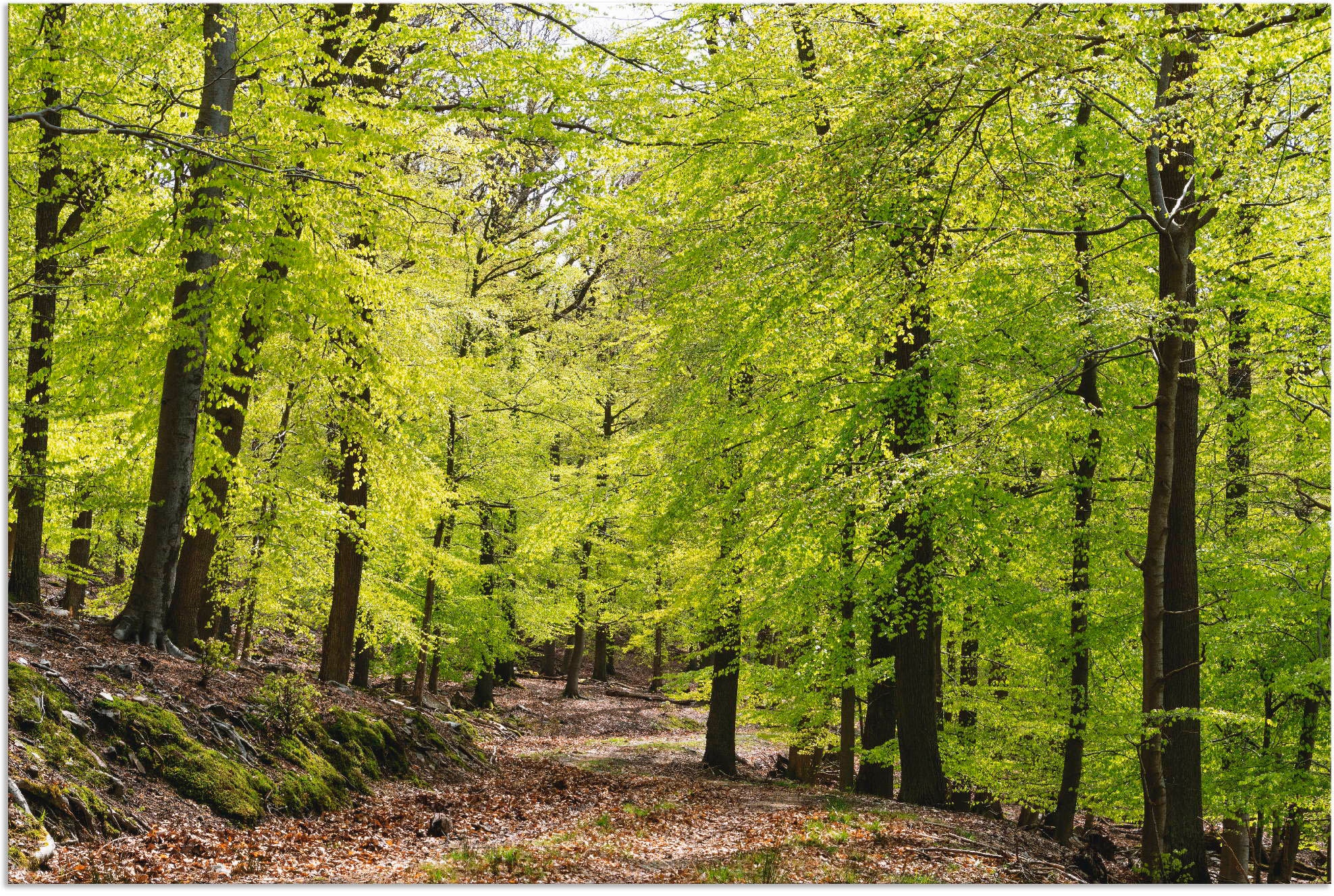 Wandbild »Die Buchen im Frühling«, Wald, (1 St.), als Alubild, Outdoorbild,...