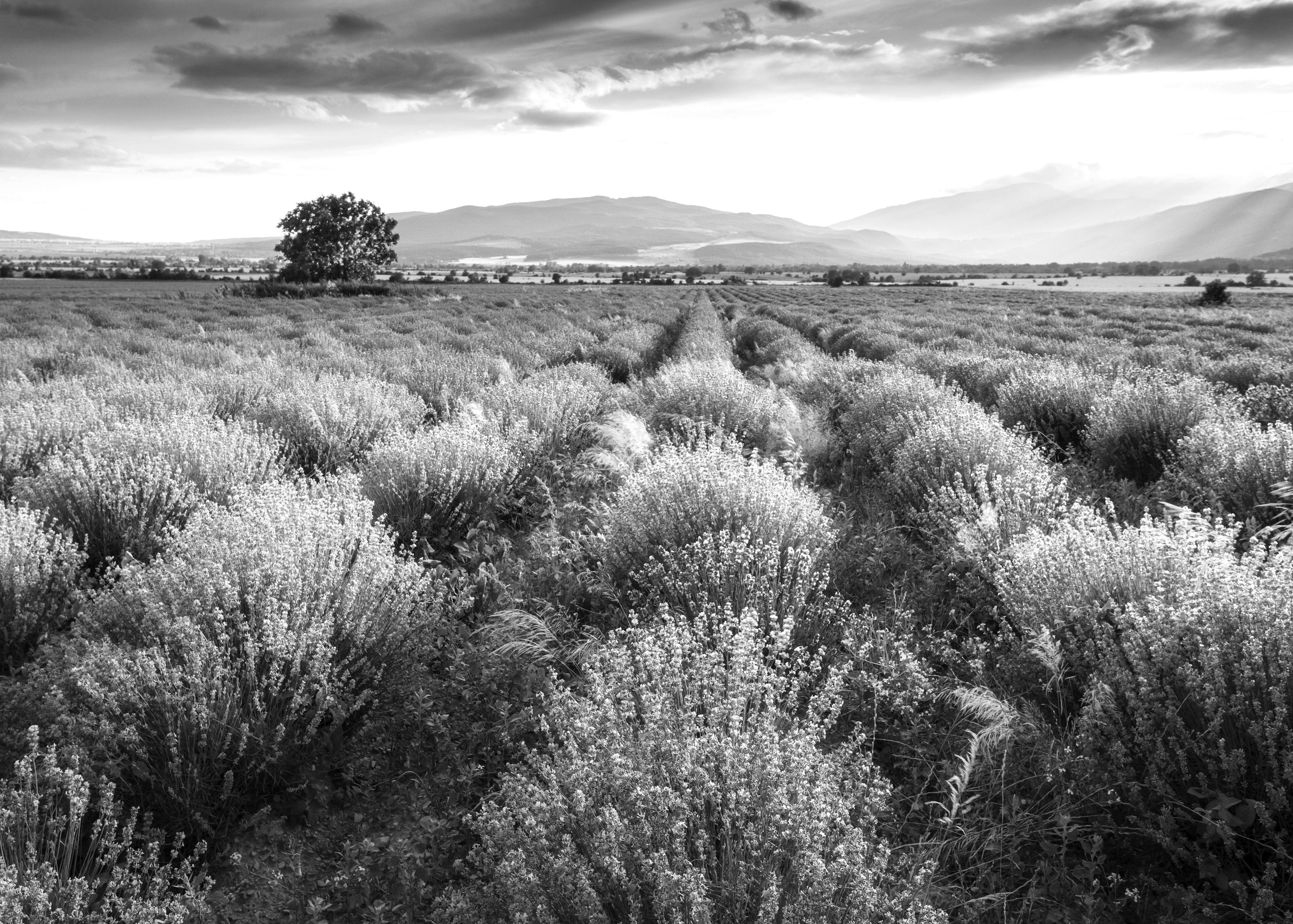 Papermoon Fototapete "Landschaft schwarz & weiß" günstig online kaufen