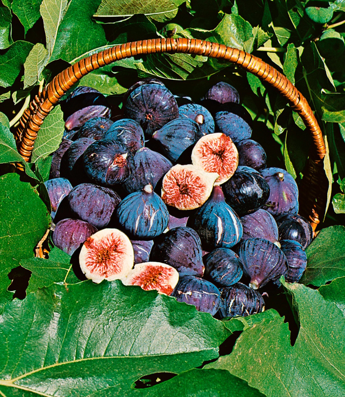 BCM Obstpflanze »Feigenbaum blau«, (1 St.), Höhe: 45-50 cm, 1 Pflanze kaufen