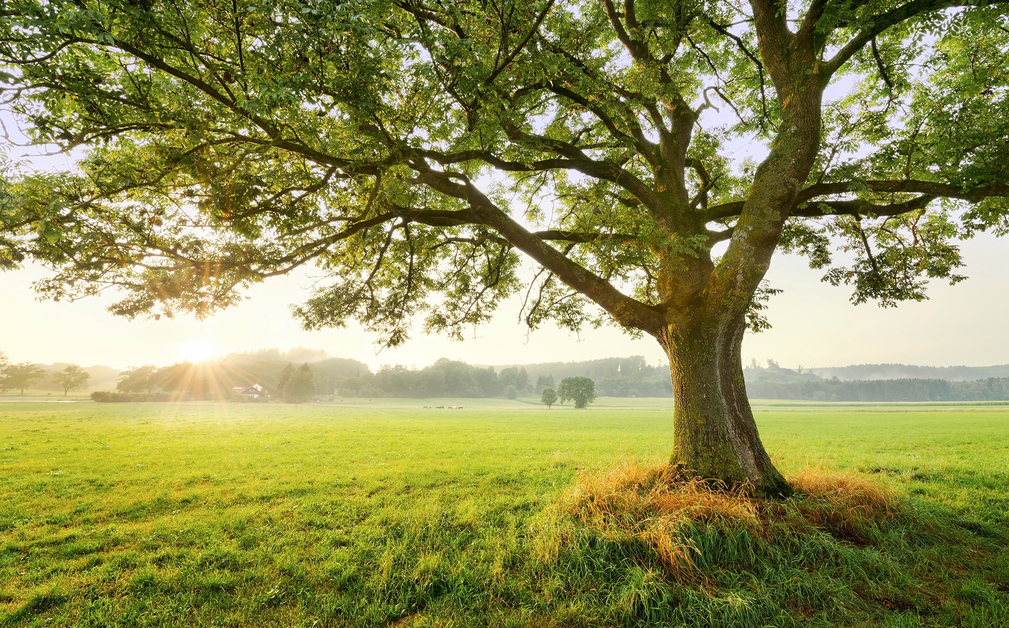 Komar Vliestapete "The Magic Tree", 450x280 cm (Breite x Höhe), Wohnzimmer, Schlafzimmer