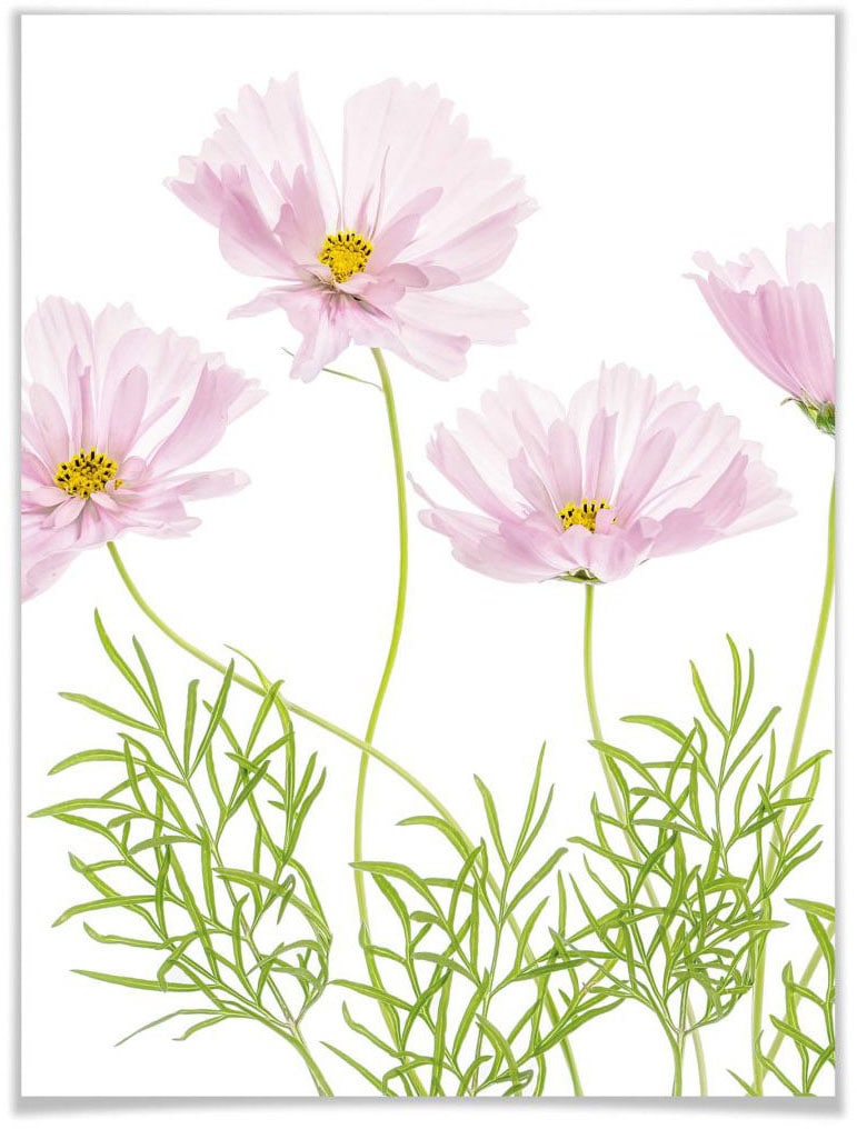 bestellen St.) BAUR Wall-Art (1 | Poster »Sommerblume«, Blumen,