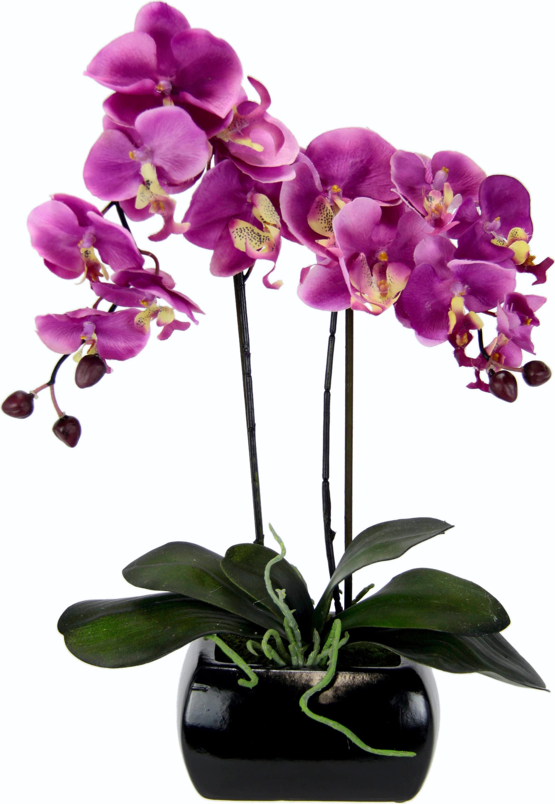Online-Shop Blumen I.GE.A. BAUR Pflanzen, ▷ Keramik & Textile |