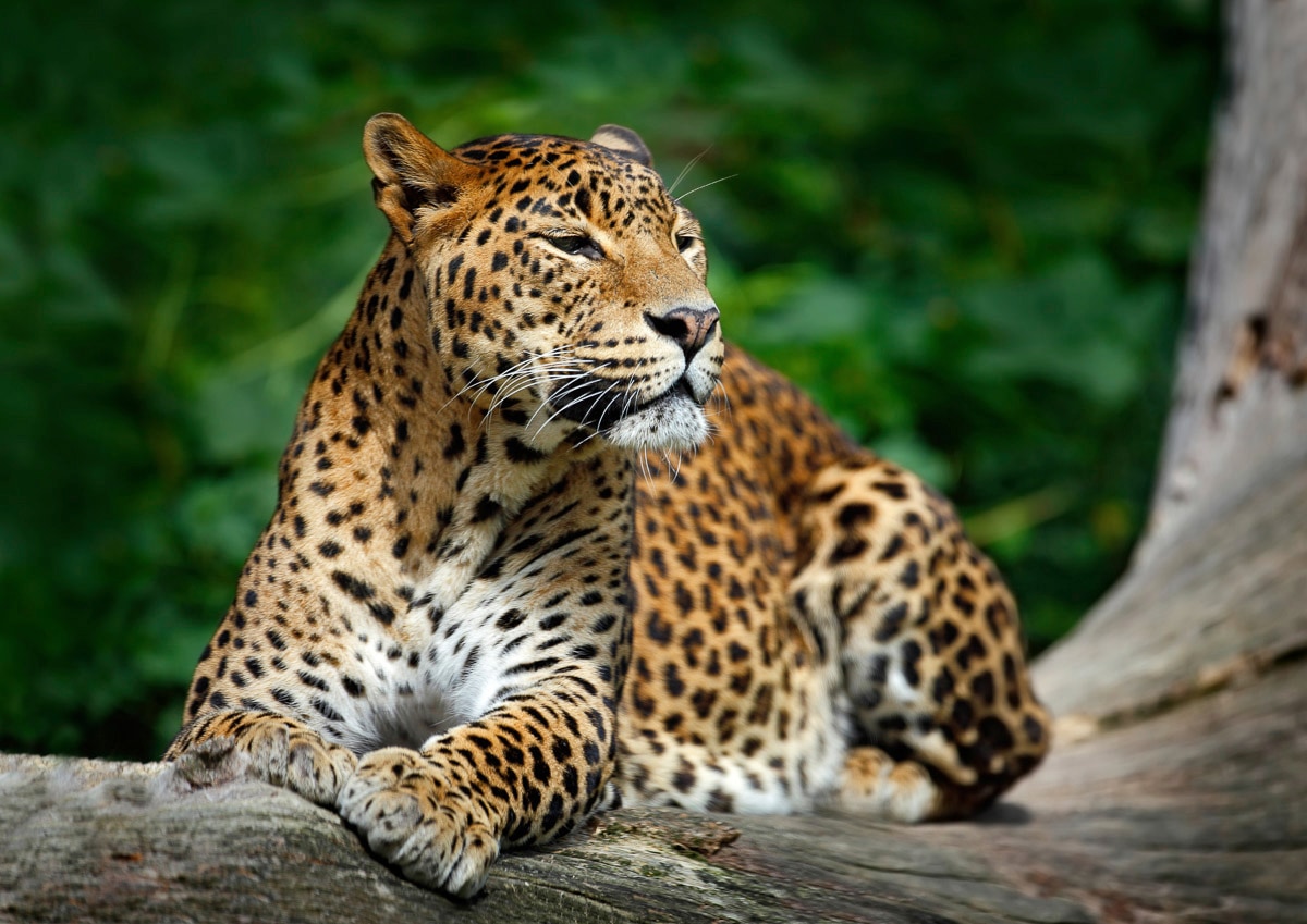Papermoon "Leopard"