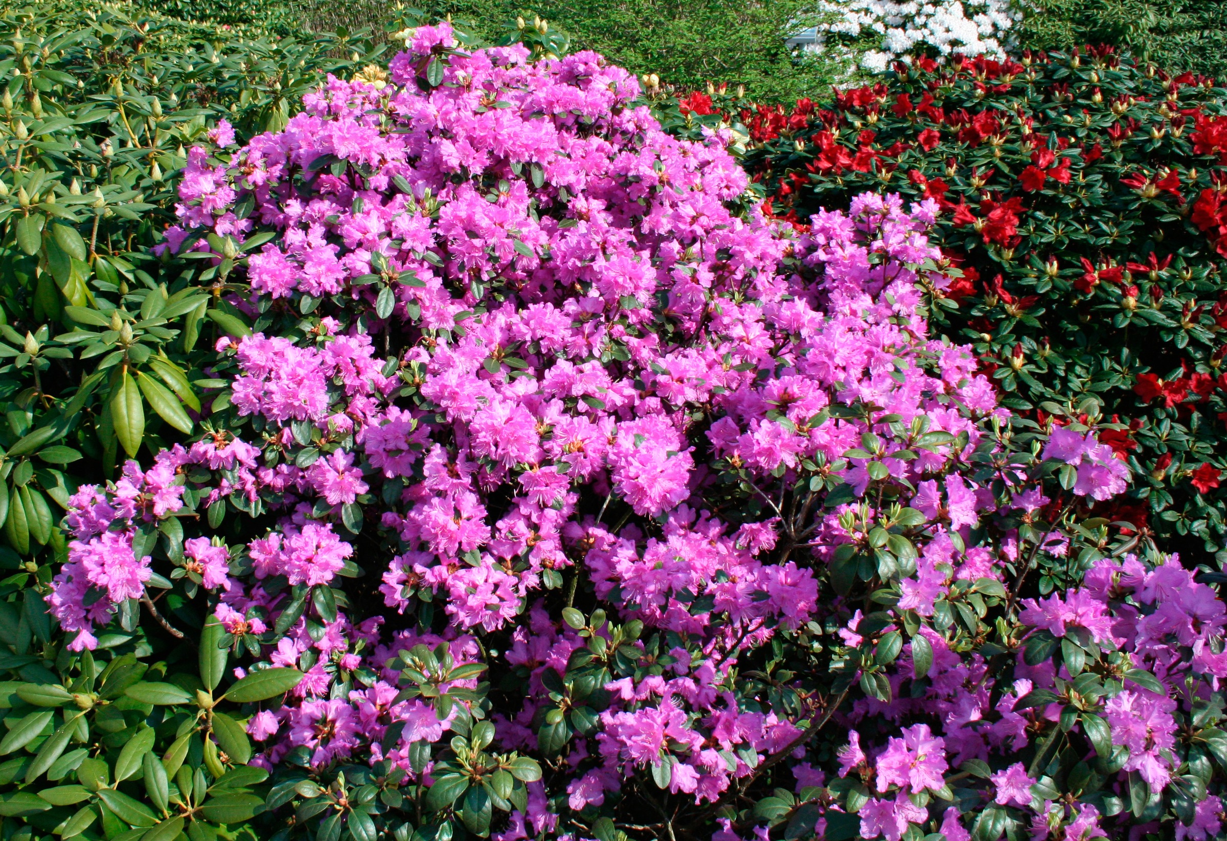 BCM Hecken »Rhododendron 'Catawbiense Grandiflorum'«, (1 St.), Höhe: 40-50 cm, 1 Pflanze kaufen