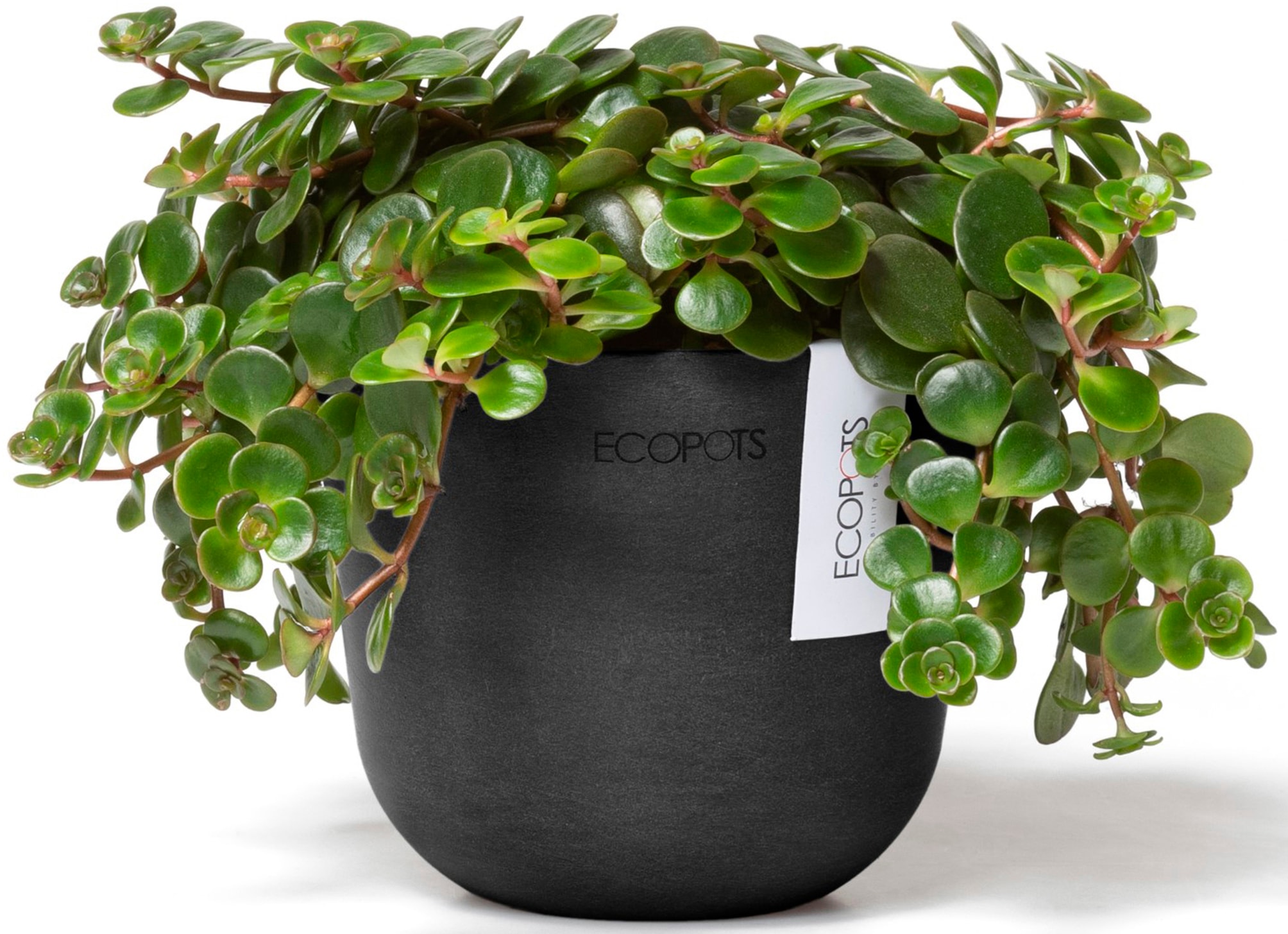 ECOPOTS Blumentopf »Oslo Mini 11,5 Dunkelgrau«, für den Innenbereich