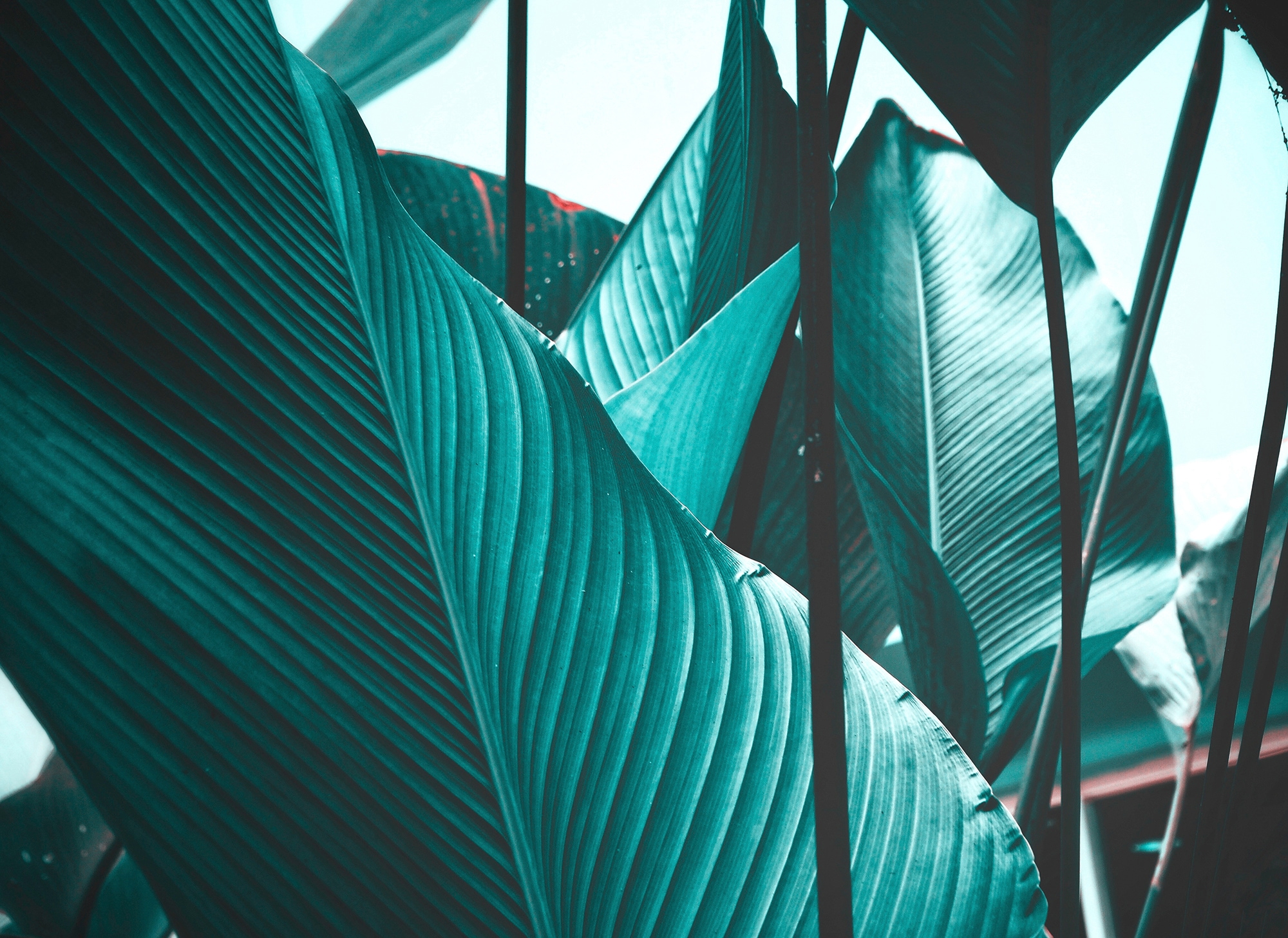 living walls Fototapete "Designwalls Leaf Stalks 2" glatt Vlies, Wand, Schräge, Decke