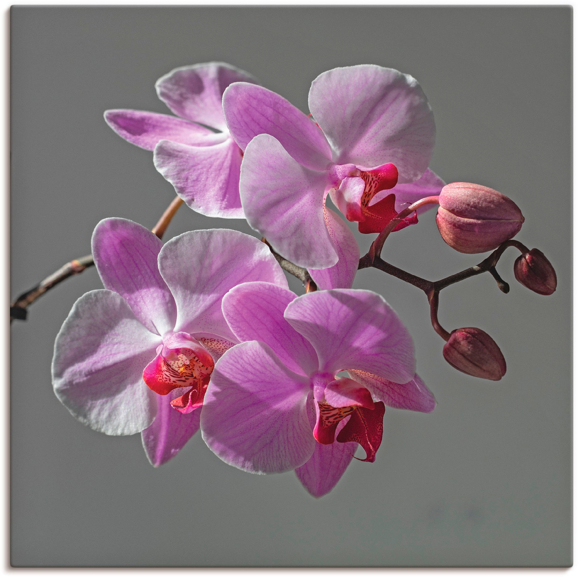 Artland Wandbild »Orchideentraum«, Blumen, Leinwandbild, | bestellen BAUR Größen Alubild, oder in St.), Poster (1 versch. als Wandaufkleber