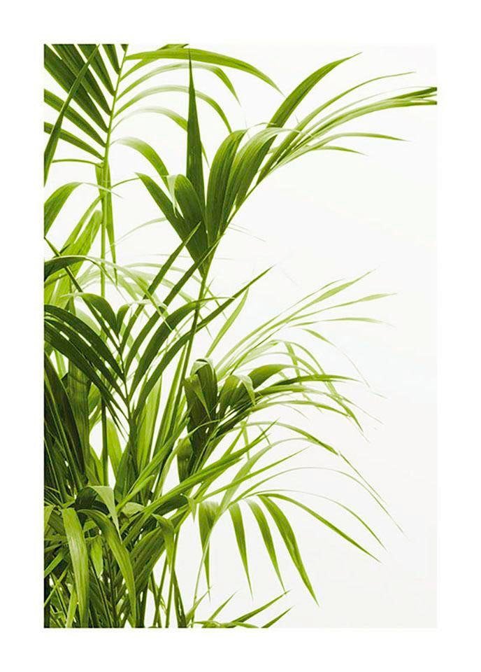 | Pflanzen-Blätter, Leaves«, (1 Poster Komar Schlafzimmer, St.), Kinderzimmer, BAUR »Reed Wohnzimmer
