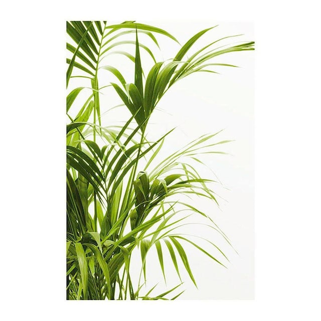 Komar Poster »Reed Leaves«, Pflanzen-Blätter, (1 St.), Kinderzimmer,  Schlafzimmer, Wohnzimmer | BAUR