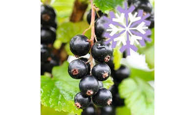 BCM Obstpflanze »Johannisbeere Polar Fruits 'Black Currant'«, (2 St.), Höhe: 50-60 cm,... kaufen