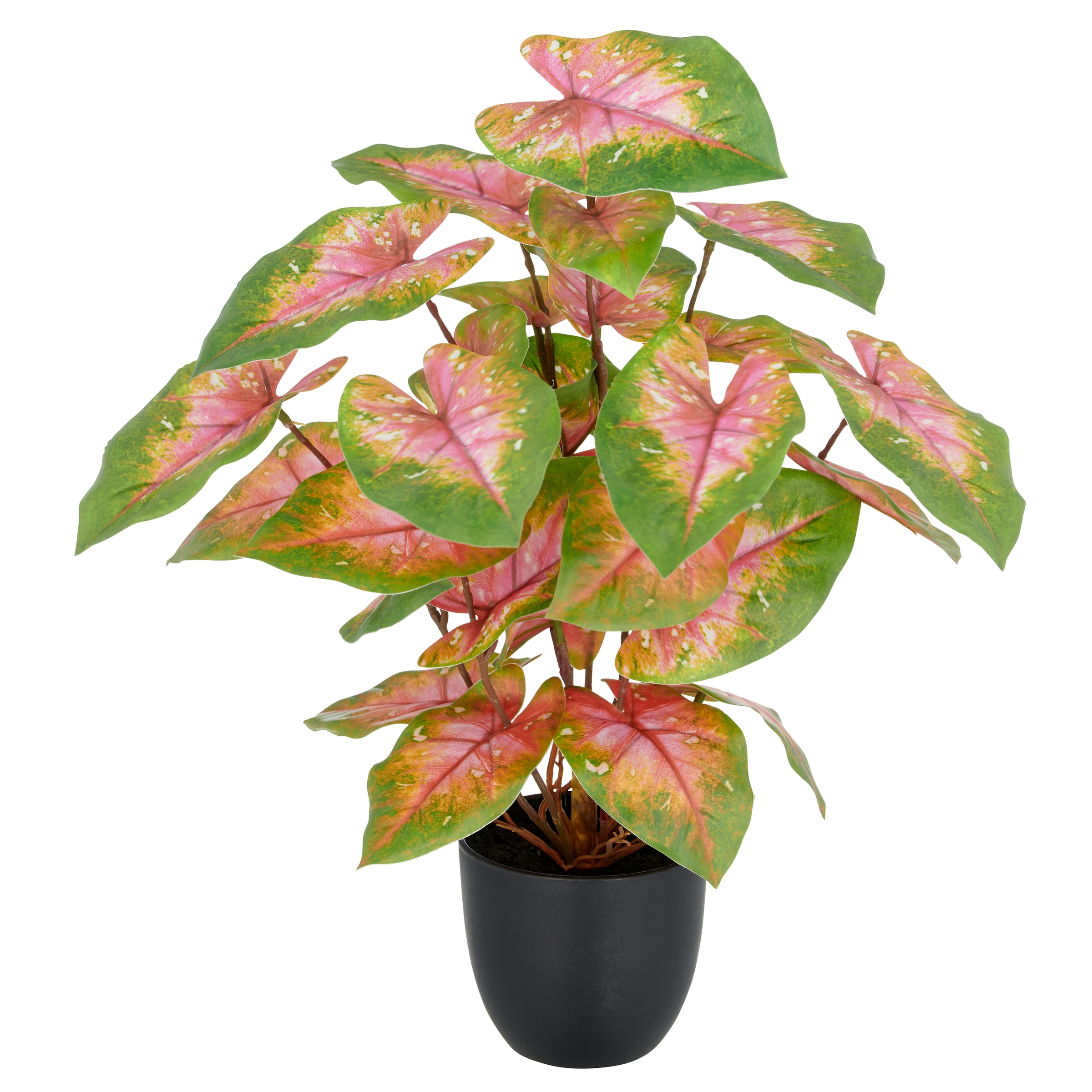 Creativ green Kunstpflanze "Caladium", mit außergewöhnlicher Blattzeichnung günstig online kaufen