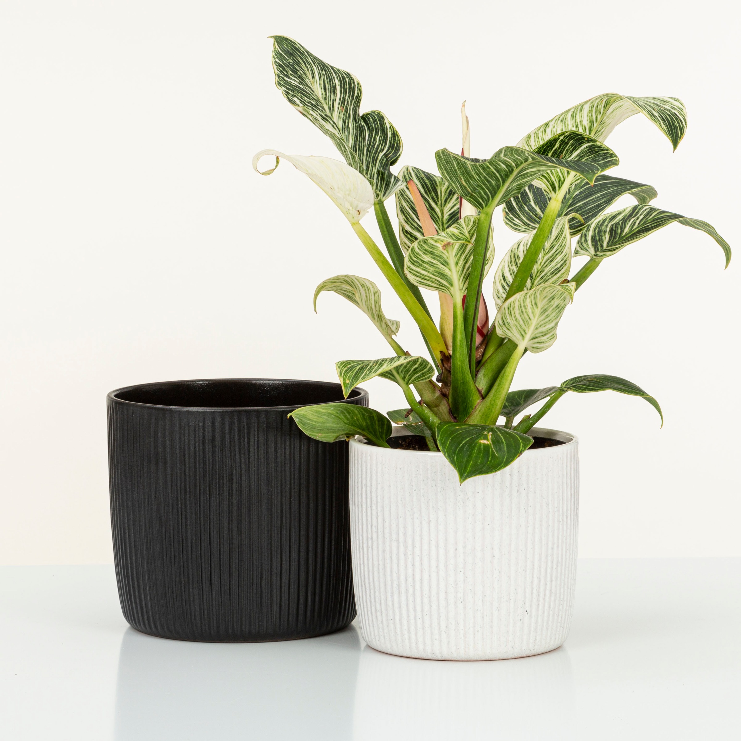 Scheurich Blumentopf »909/24 perla«