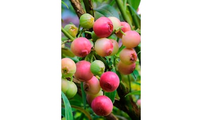 BCM Obstpflanze »Heidelbeere 'Pink Limonade'«, (1 St.), Höhe: 30-40 cm kaufen