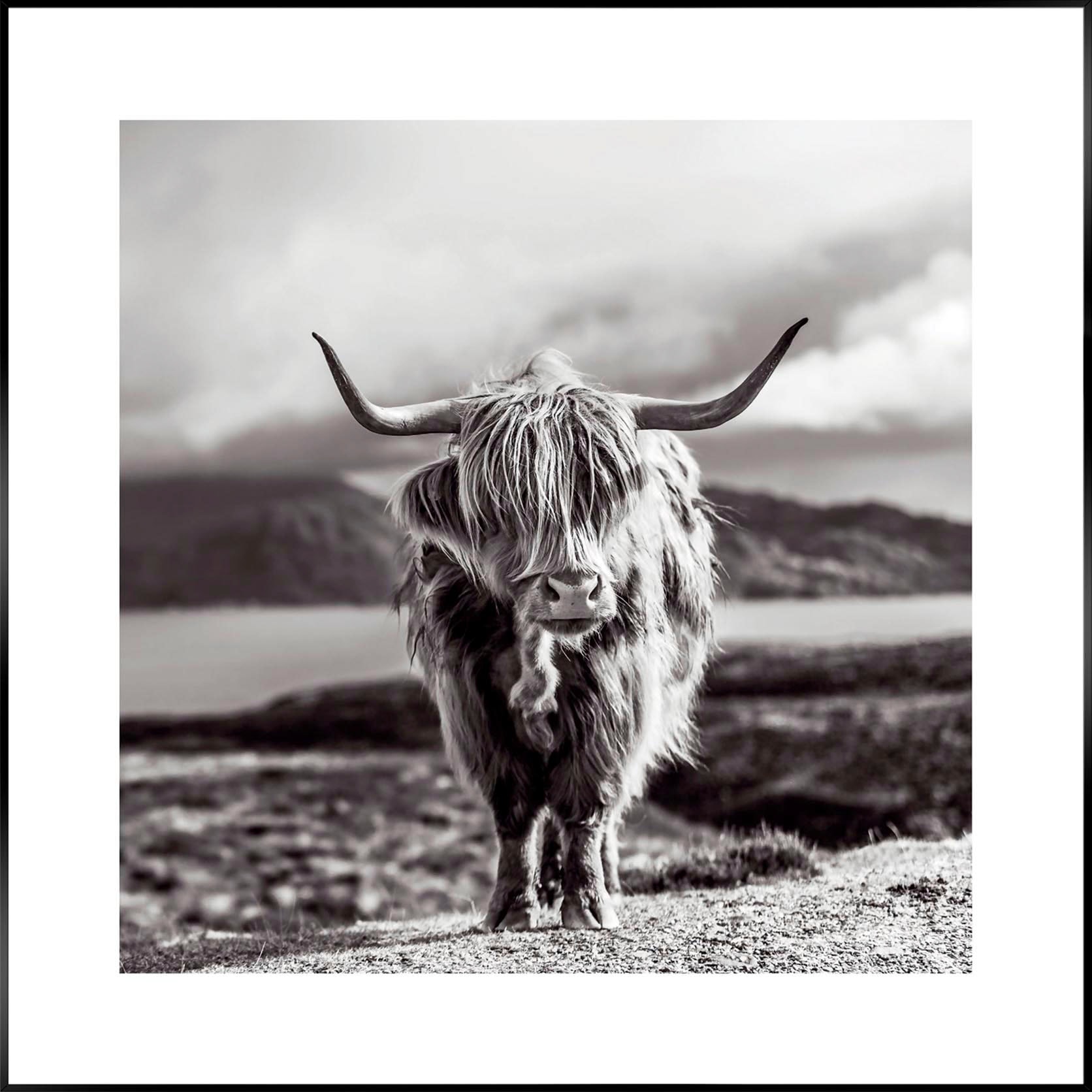 Reinders! 50x50 BAUR | kaufen Black Wandbild Highland Frame »Slim Cow«