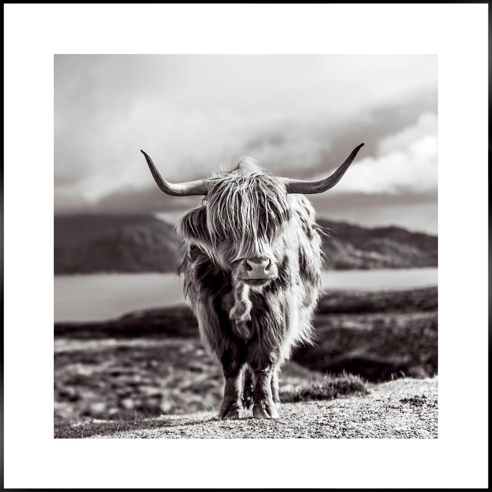 Reinders! Wandbild | Cow« Black kaufen 50x50 BAUR Highland Frame »Slim