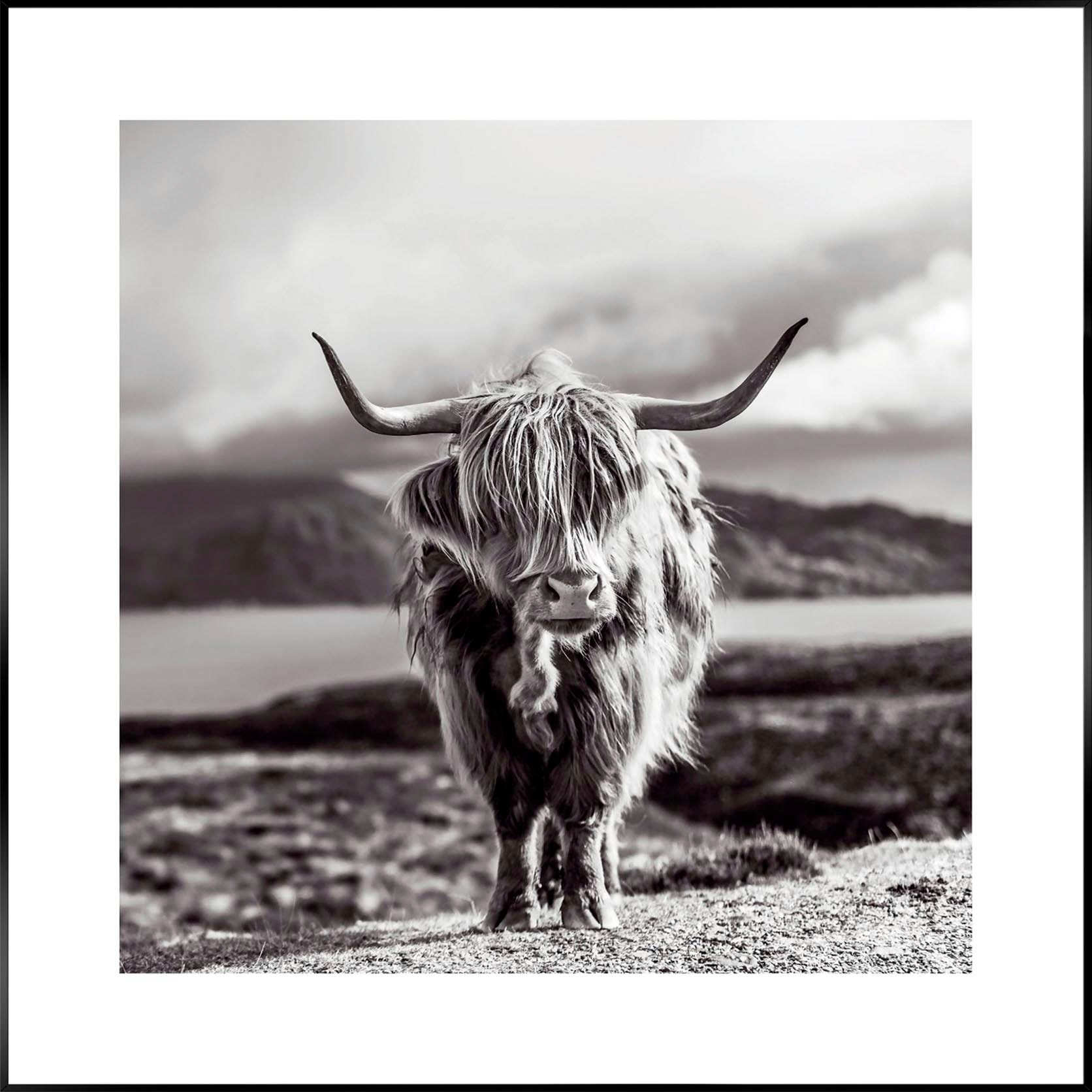 Reinders "Slim Frame Black 50x50 Highland Cow" günstig online kaufen