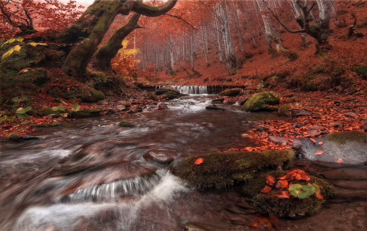 Papermoon Fototapete "Fluss im Wald"