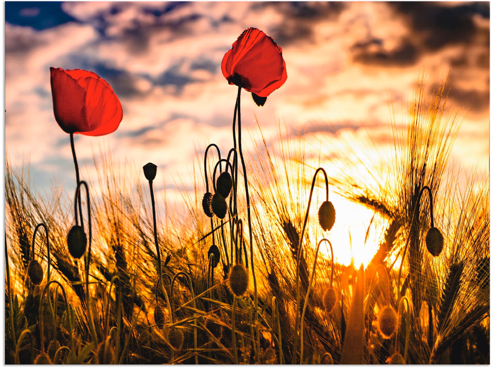 Artland Paveikslas »Mohnblumen im Sonnenunterg...