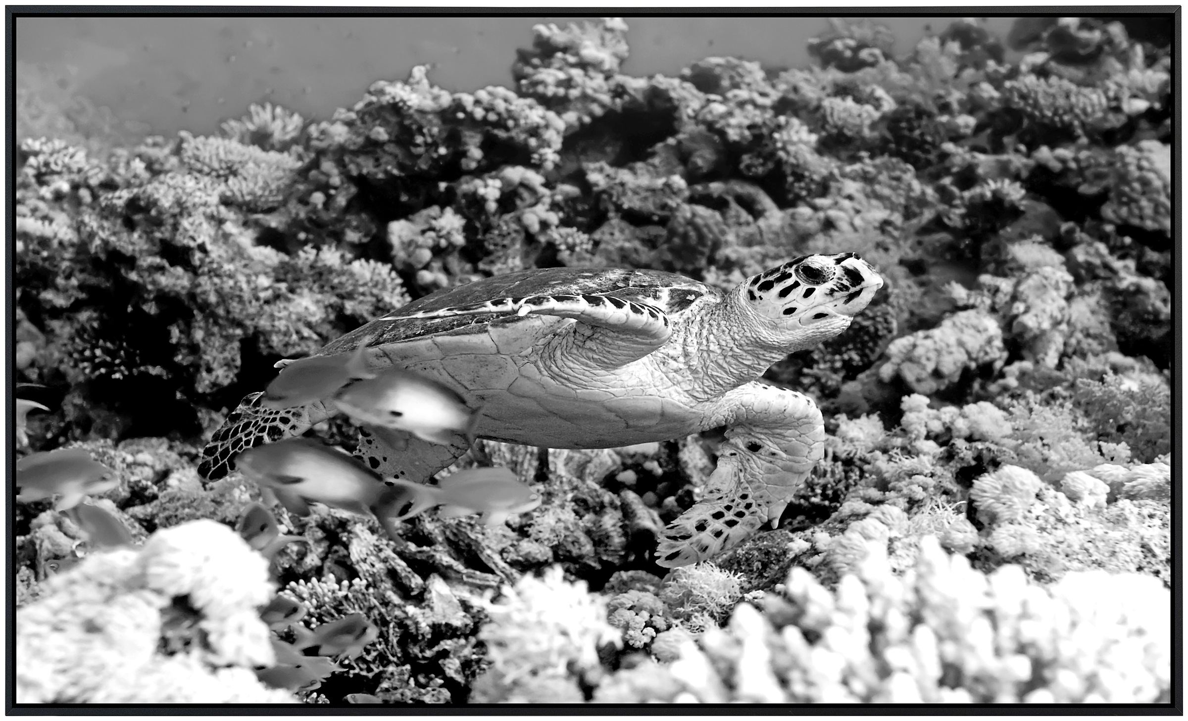 Papermoon Infrarotheizung »Schildkröte Schwarz & Weiß«, sehr angenehme Strahlungswärme