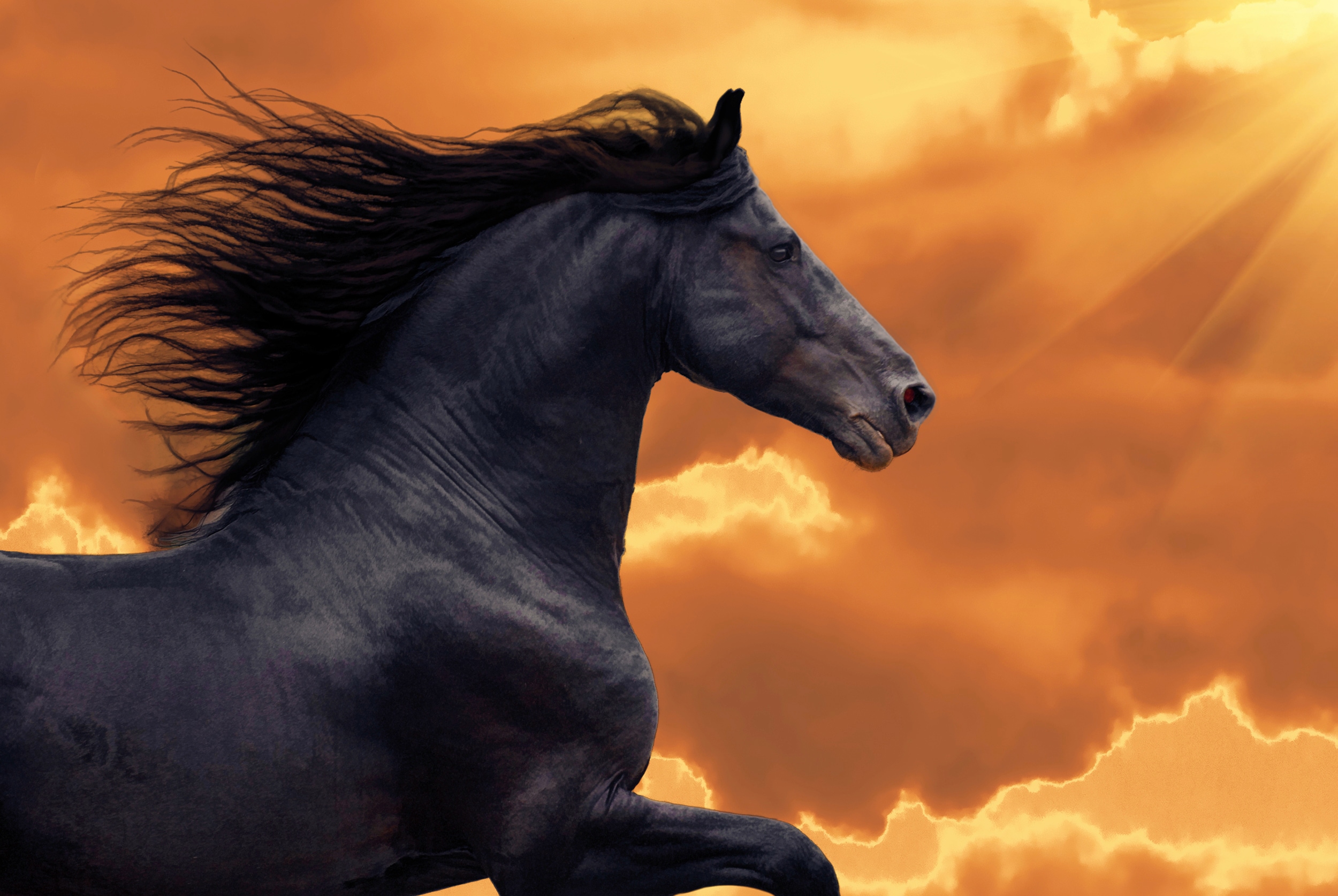 Papermoon "FRISIAN PFERD-RUNNING GALOPP TIER PORTRAIT TIER HENGST"