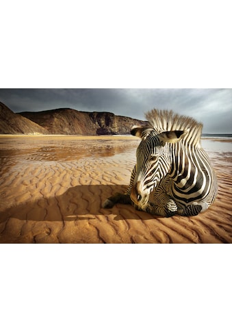 Papermoon Fototapetas »Strandzebra«