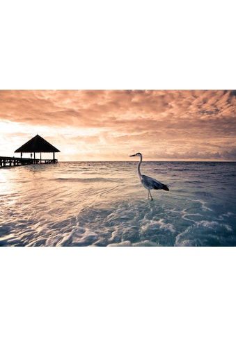 Papermoon Fototapetas »Flamingo Tropical Beach«