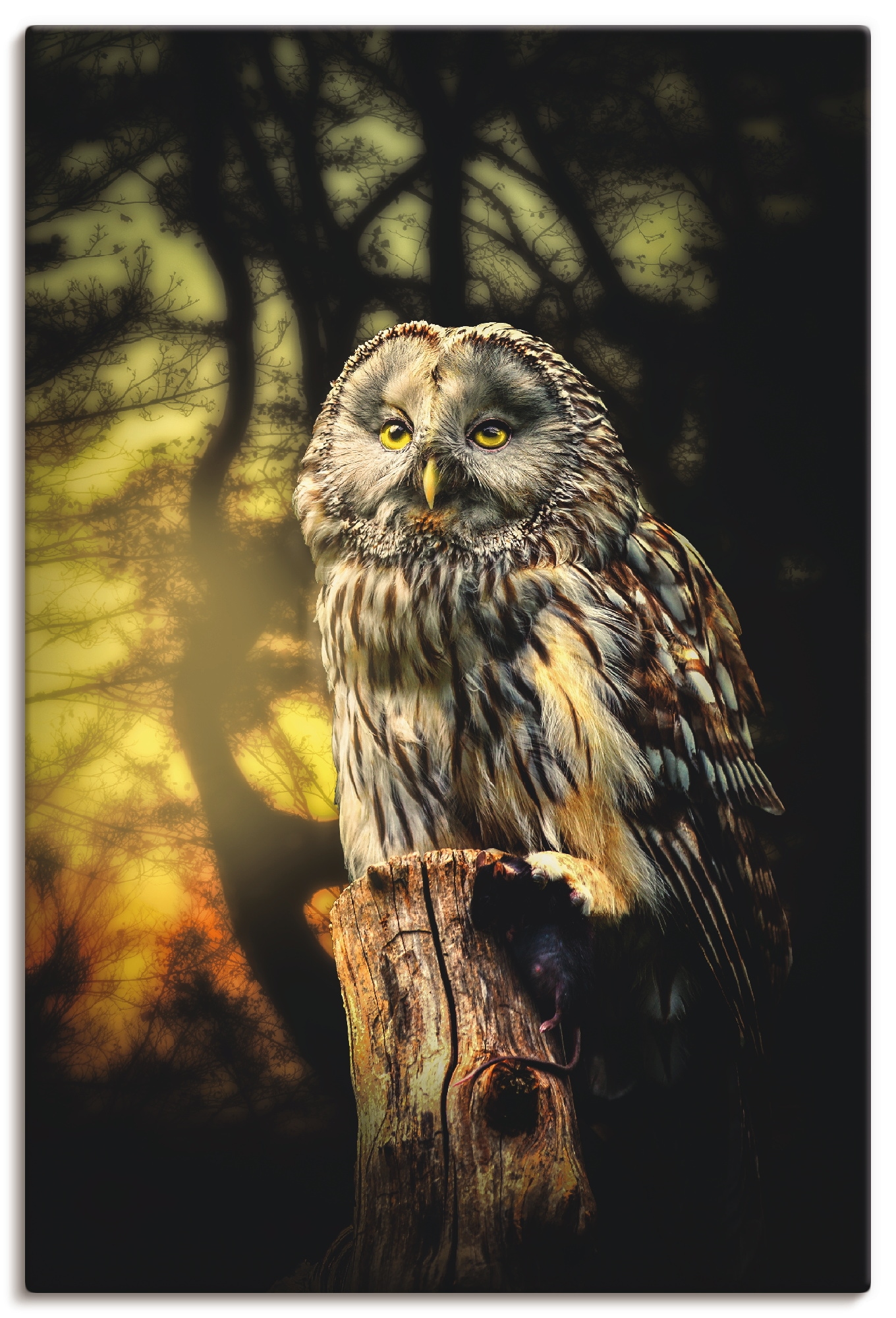 Artland "Eule" Vögel 1 Stk. tlg. als Alubild, Outdoorbild, Leinwandbild, Po günstig online kaufen