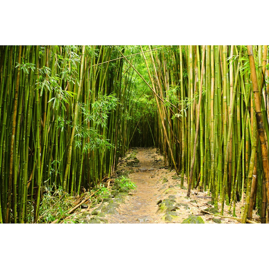 Papermoon Fototapete »Bambuswald Hawaii«