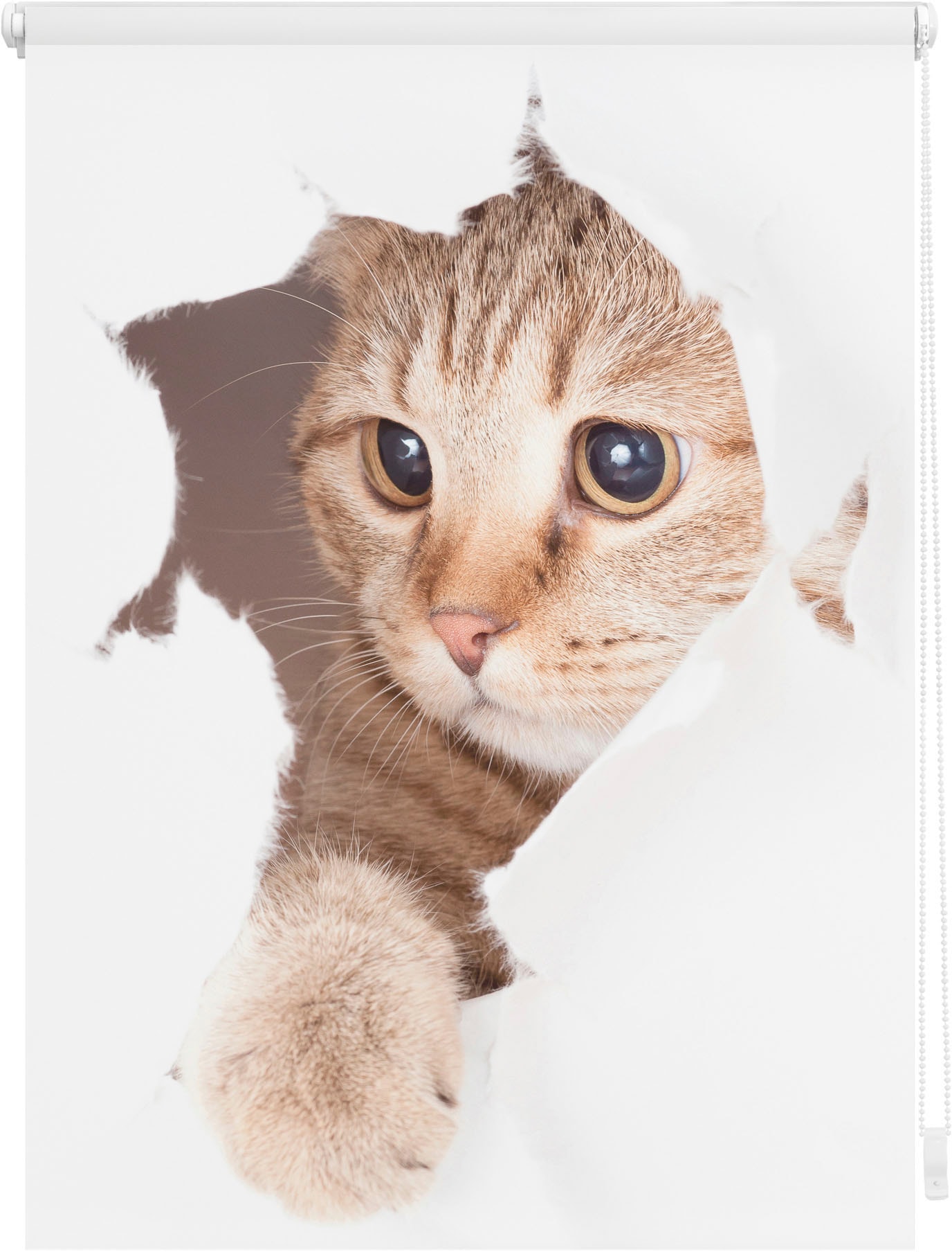 LICHTBLICK ORIGINAL Seitenzugrollo »Klemmfix Digital bedruckt Katze«, freihängend, auf Bohren, Rechnung verdunkelnd, ohne BAUR | energiesparend