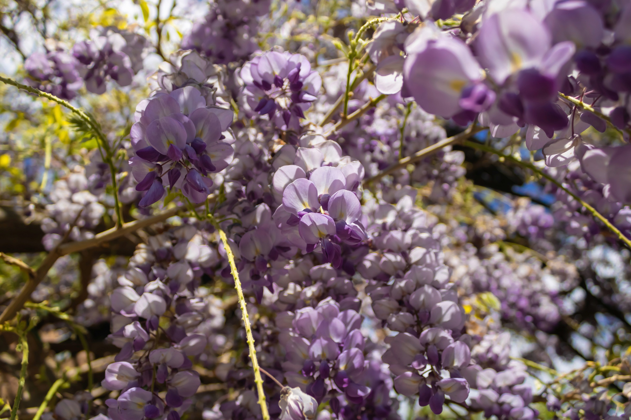 BCM Gehölze »Blauregen 'Amethyst Falls'®«, (1 St.), Höhe: 40 cm, 1 Pflanze kaufen