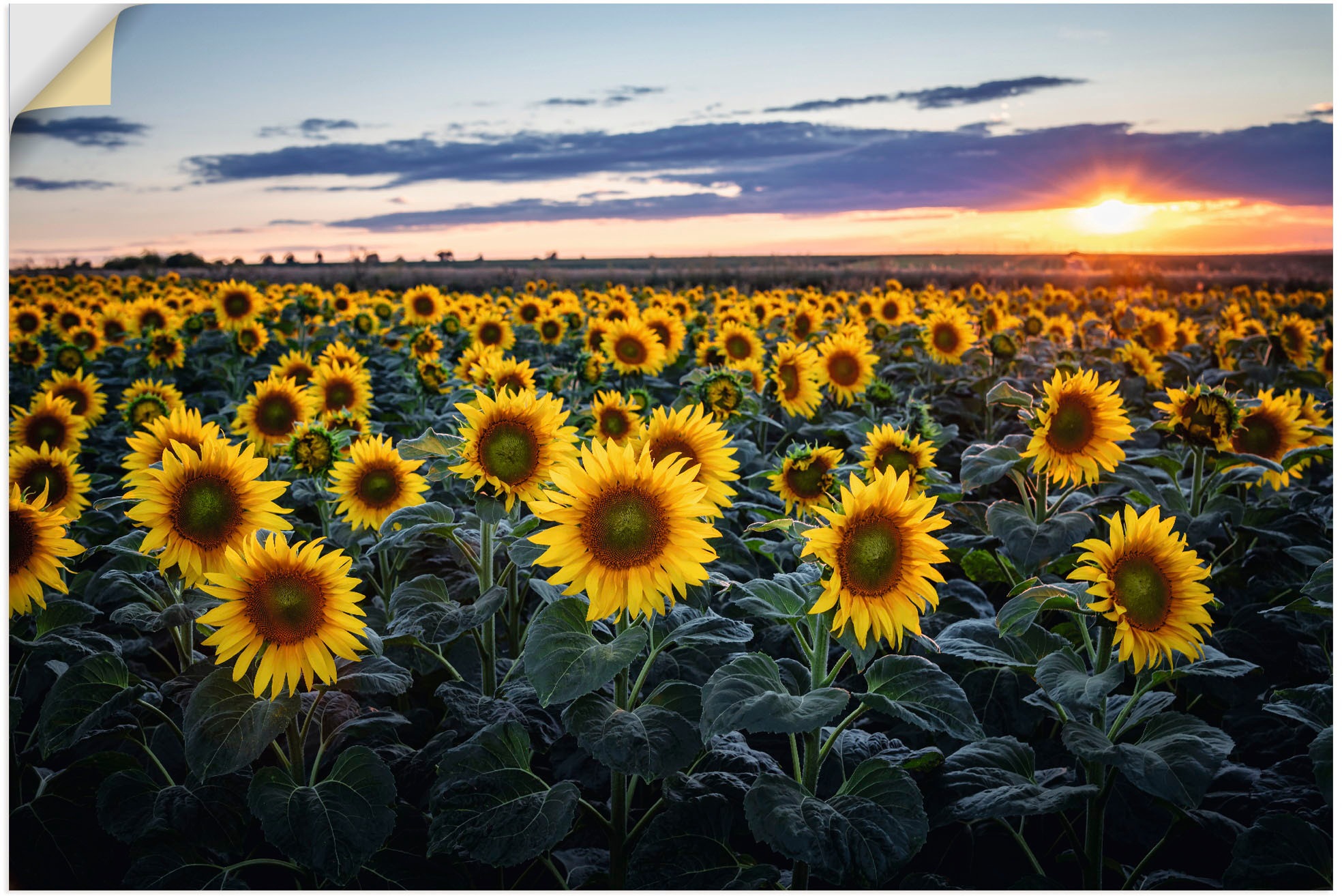 im Leinwandbild, »Sonnenblumenfeld, (1 Größen Alubild, Poster in St.), kaufen BAUR Artland | Blumenwiese, Wandbild oder Wandaufkleber Hintergrund«, als versch. Sonne