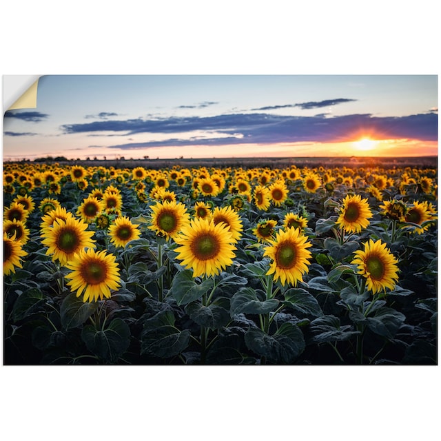Artland Wandbild »Sonnenblumenfeld, Sonne im Hintergrund«, Blumenwiese, (1  St.), als Alubild, Leinwandbild, Wandaufkleber oder Poster in versch. Größen  kaufen | BAUR