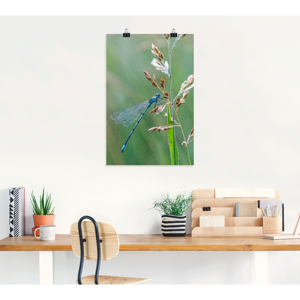 Artland Poster »Kleine Libelle«, Insekten, (1 St.)