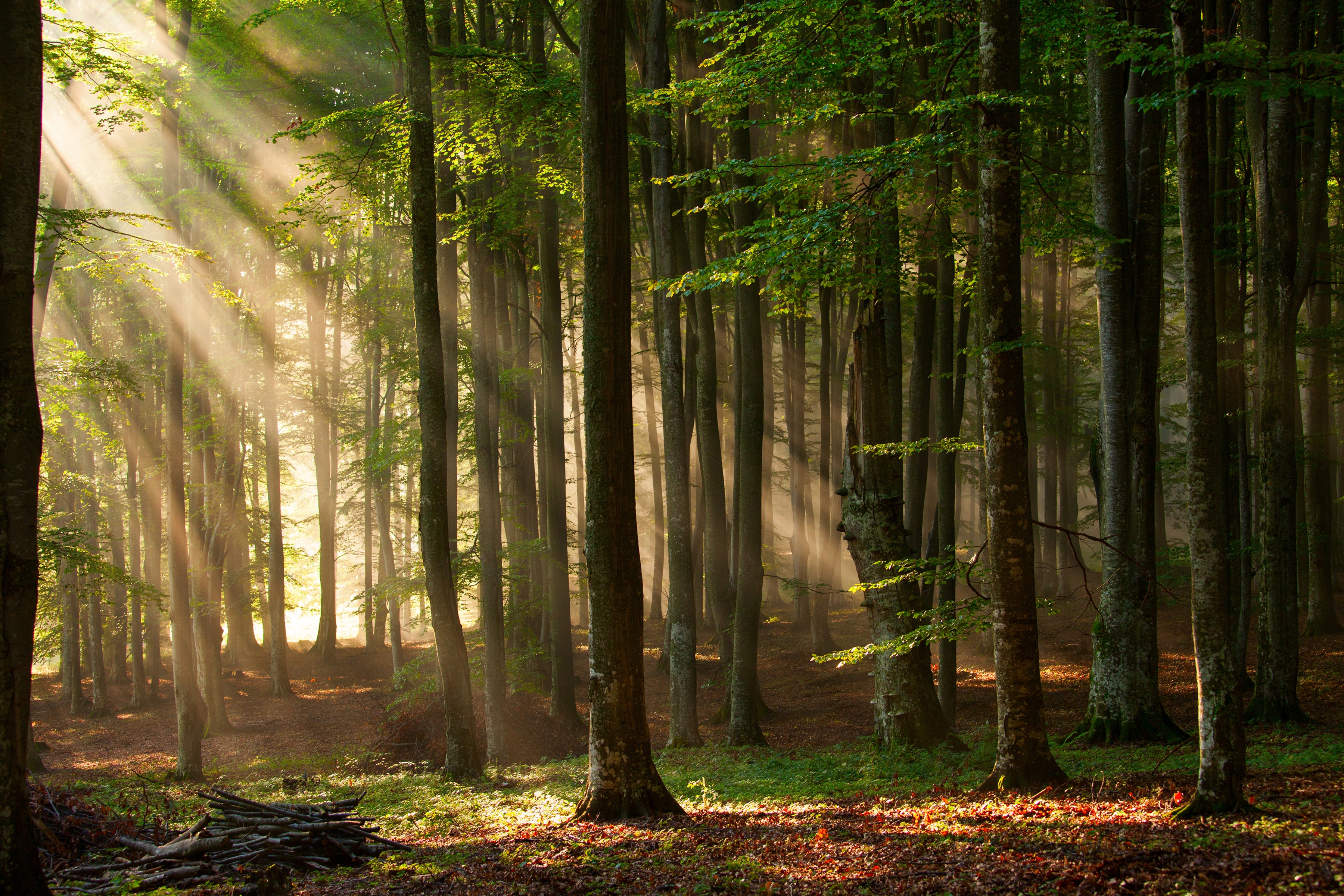Papermoon Fototapete "Autumn Forest" glatt