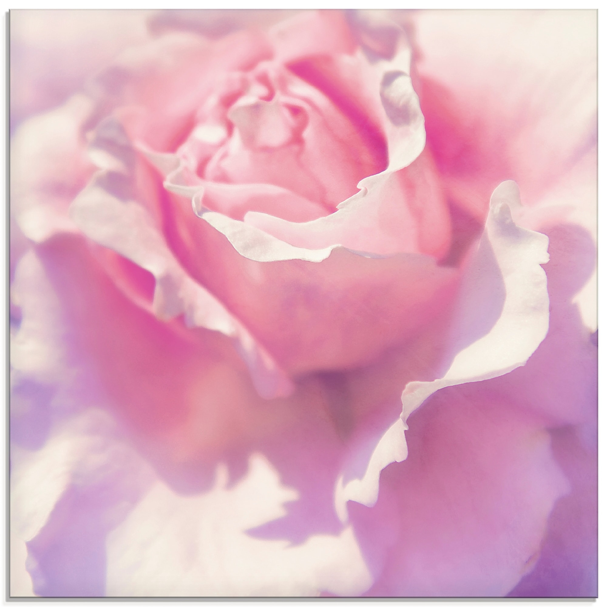 Artland Glasbild "Rosa" Blumen 1 Stk. tlg. in verschiedenen Größen