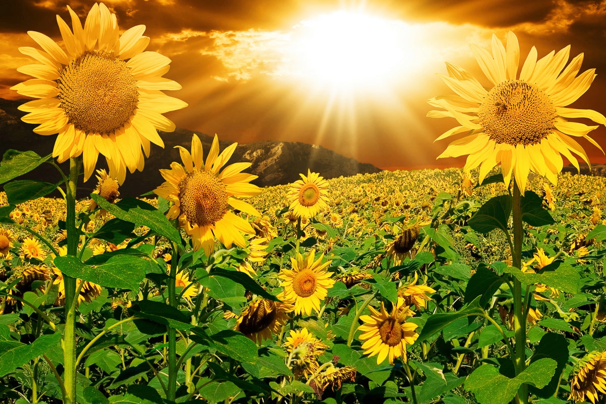 Papermoon "Sonnenblumen"