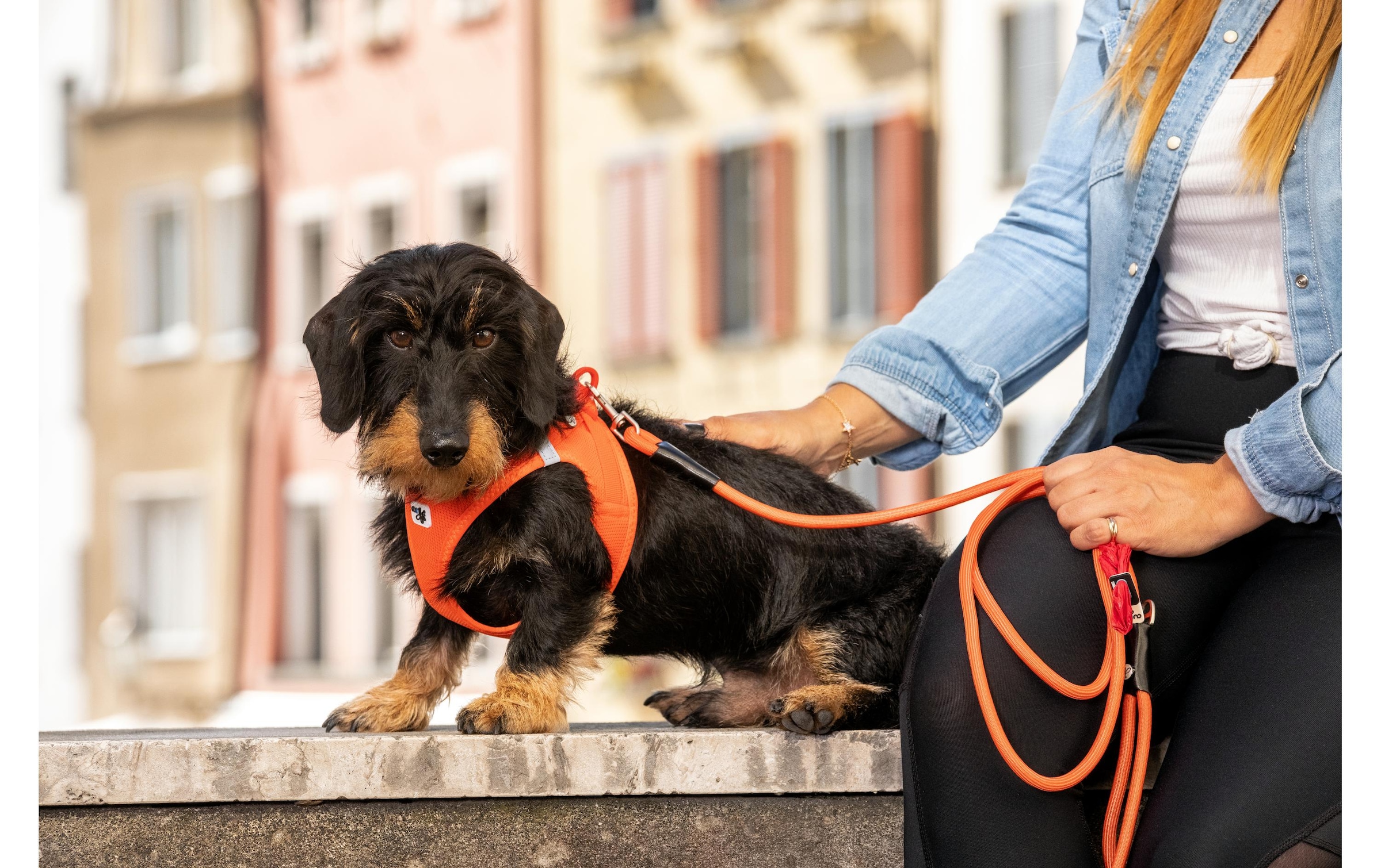 Curli Hunde-Geschirr »Vest Air-Mesh L« Polyester Hunderasse: Jack Russell