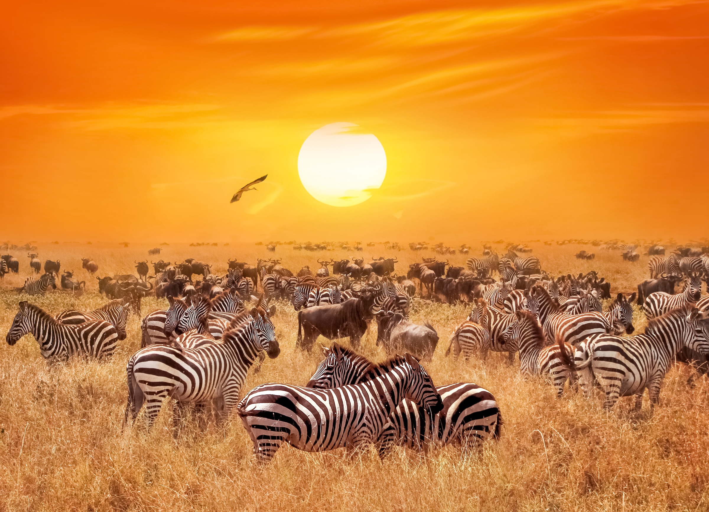 Fototapete »African Antelopes and Zebras«
