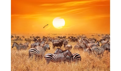 Fototapete »African Antelopes and Zebras«