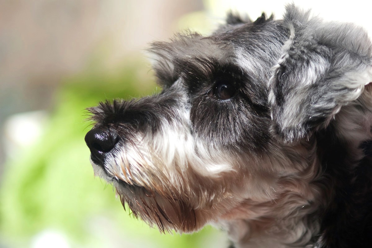 Papermoon Fototapete "Hund"