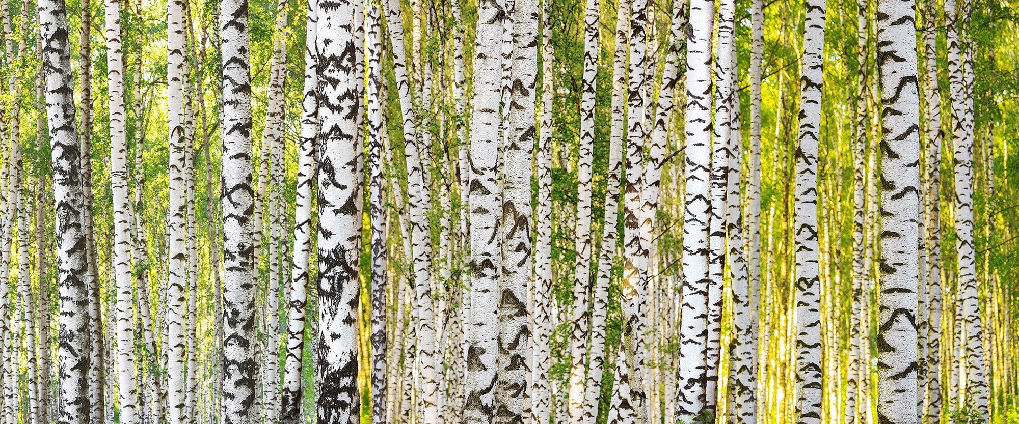 Architects Paper Fototapete "Birch Forest", Vlies, Wand, Schräge