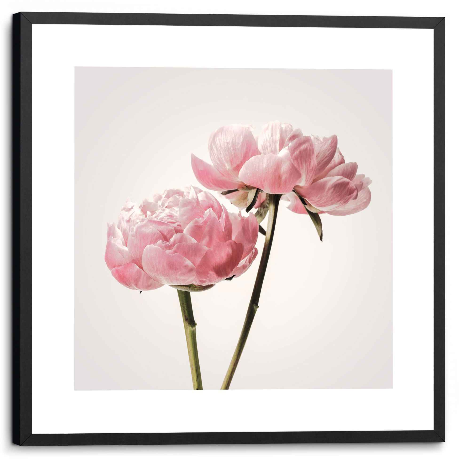 Reinders! Bild »Gerahmtes Bild Pfingstrosenblüten Blumen - Blüten - Romantisch«, Blumen, (1 St.)