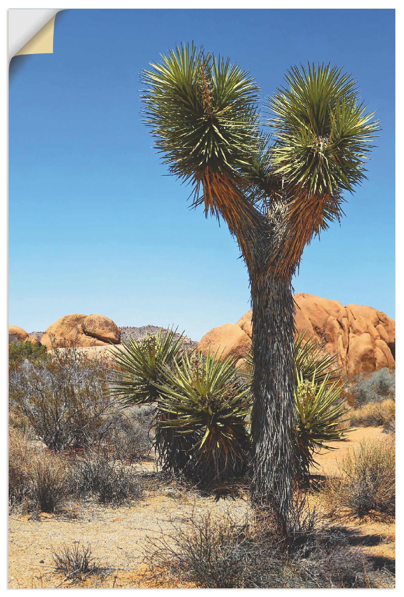 Artland Wandbild »Joshua Tree in der Mojave Wüste II«, Wüste, (1 St.), als Alubild, Leinwandbild, Wandaufkleber oder Poster in versch. Größen