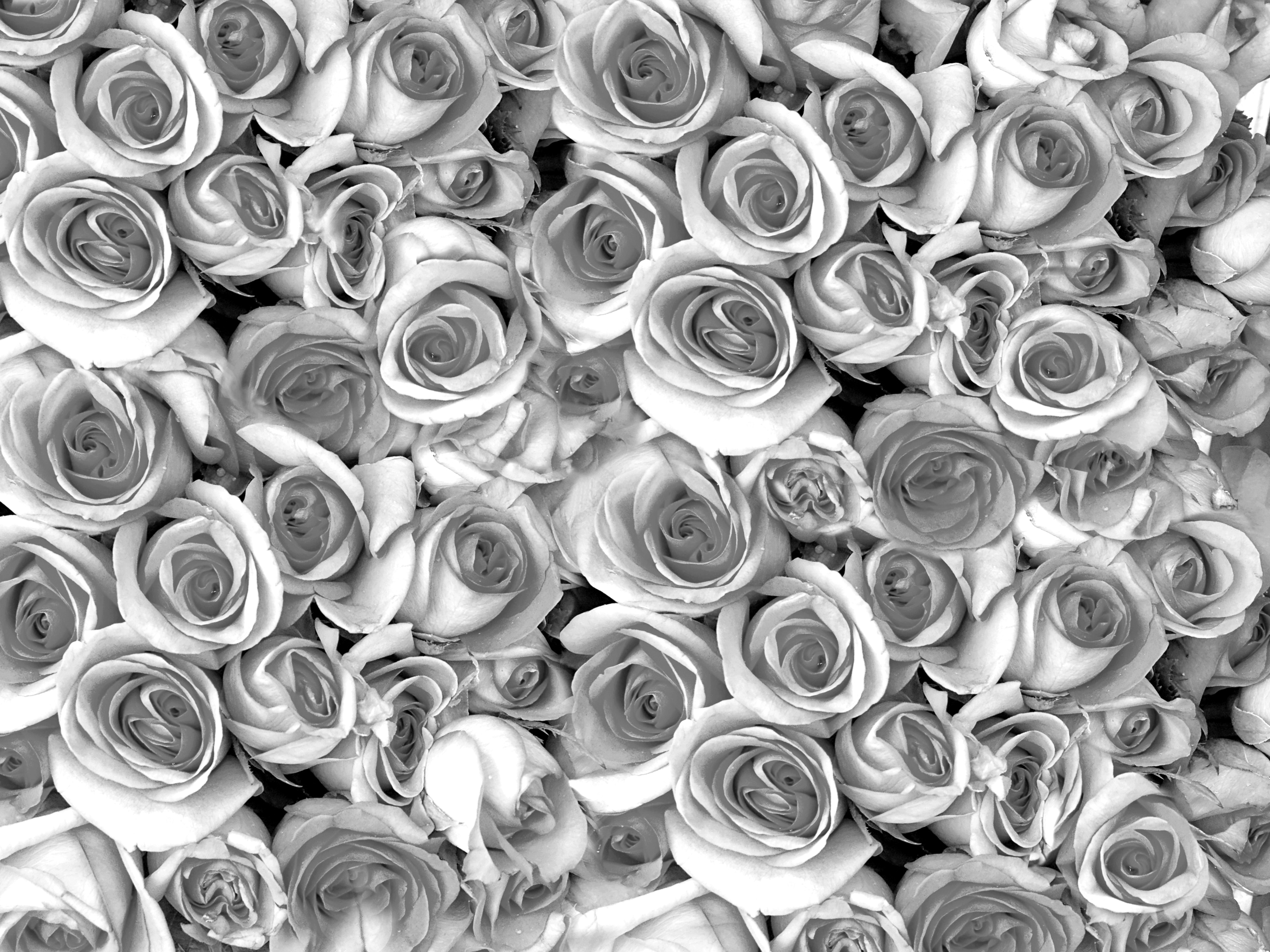 Papermoon Fototapete "graue Rosen"