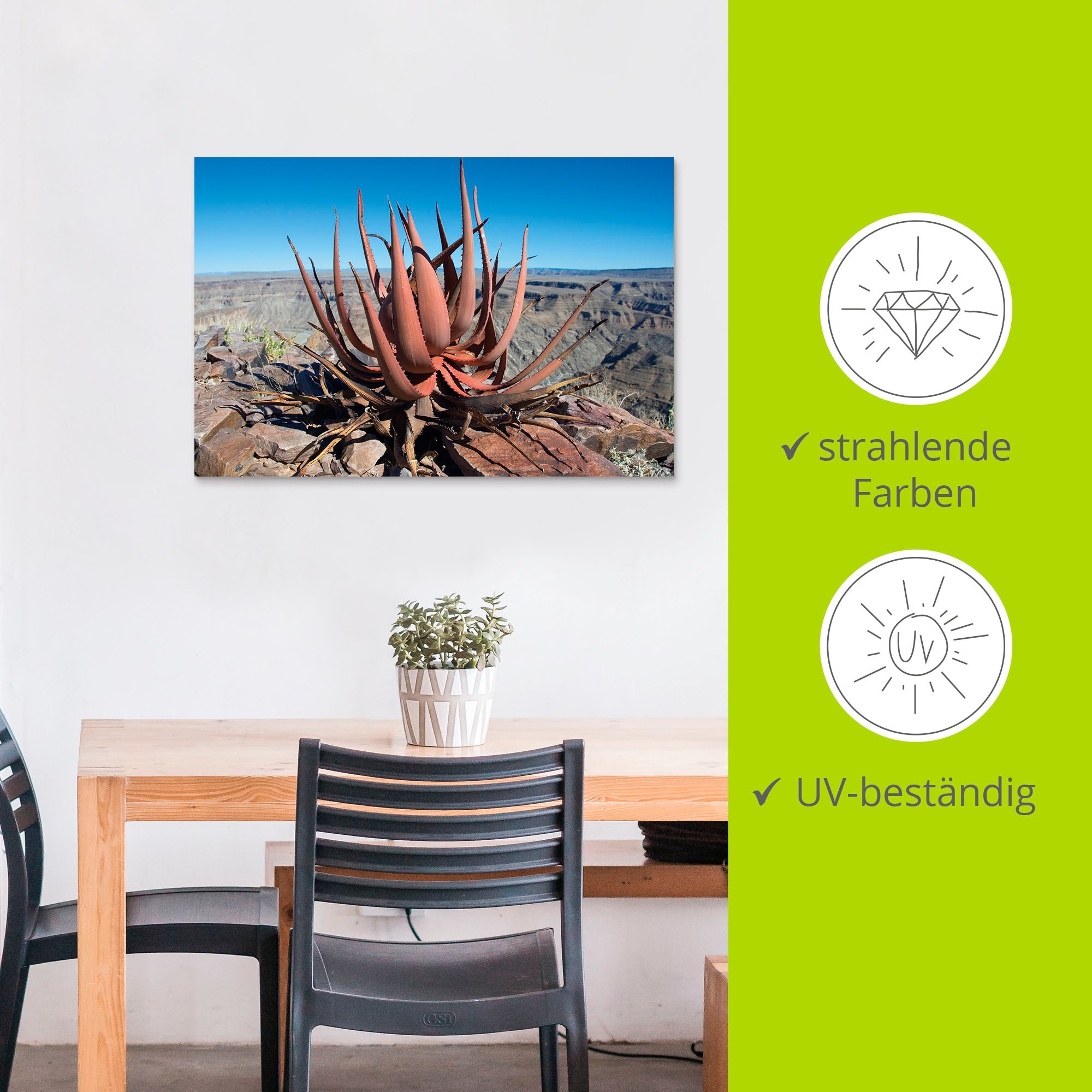 Artland Wandbild »Aloe gariepensis, Sukkulente«, Pflanzenbilder, (1 St.),  als Alubild, Leinwandbild, Wandaufkleber oder Poster in versch. Größen  bestellen | BAUR