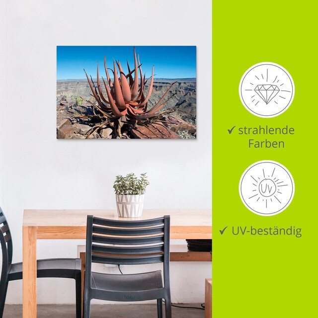 Artland Wandbild »Aloe gariepensis, Sukkulente«, Pflanzenbilder, (1 St.),  als Alubild, Leinwandbild, Wandaufkleber oder Poster in versch. Größen  bestellen | BAUR