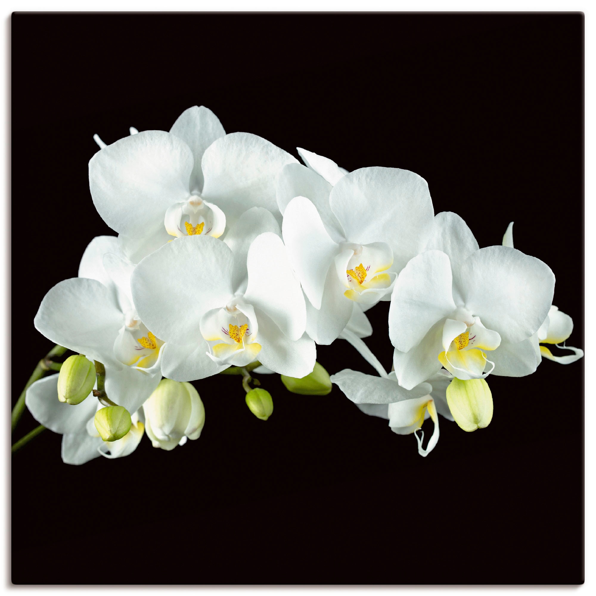 Artland Leinwandbild "Weiße Orchidee auf schwarzem Hintergrund" Blumen 1 Stk. tlg. auf Holzrahmen gespannt